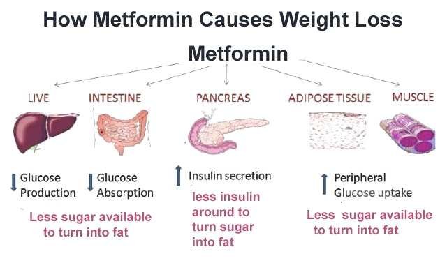 Metformin Weight loss Metformin Cause For Weight loss